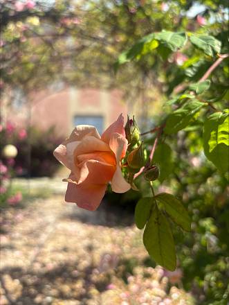 “di rose e di altre meraviglie: fiori per tutti i sensi tra roseto e museo